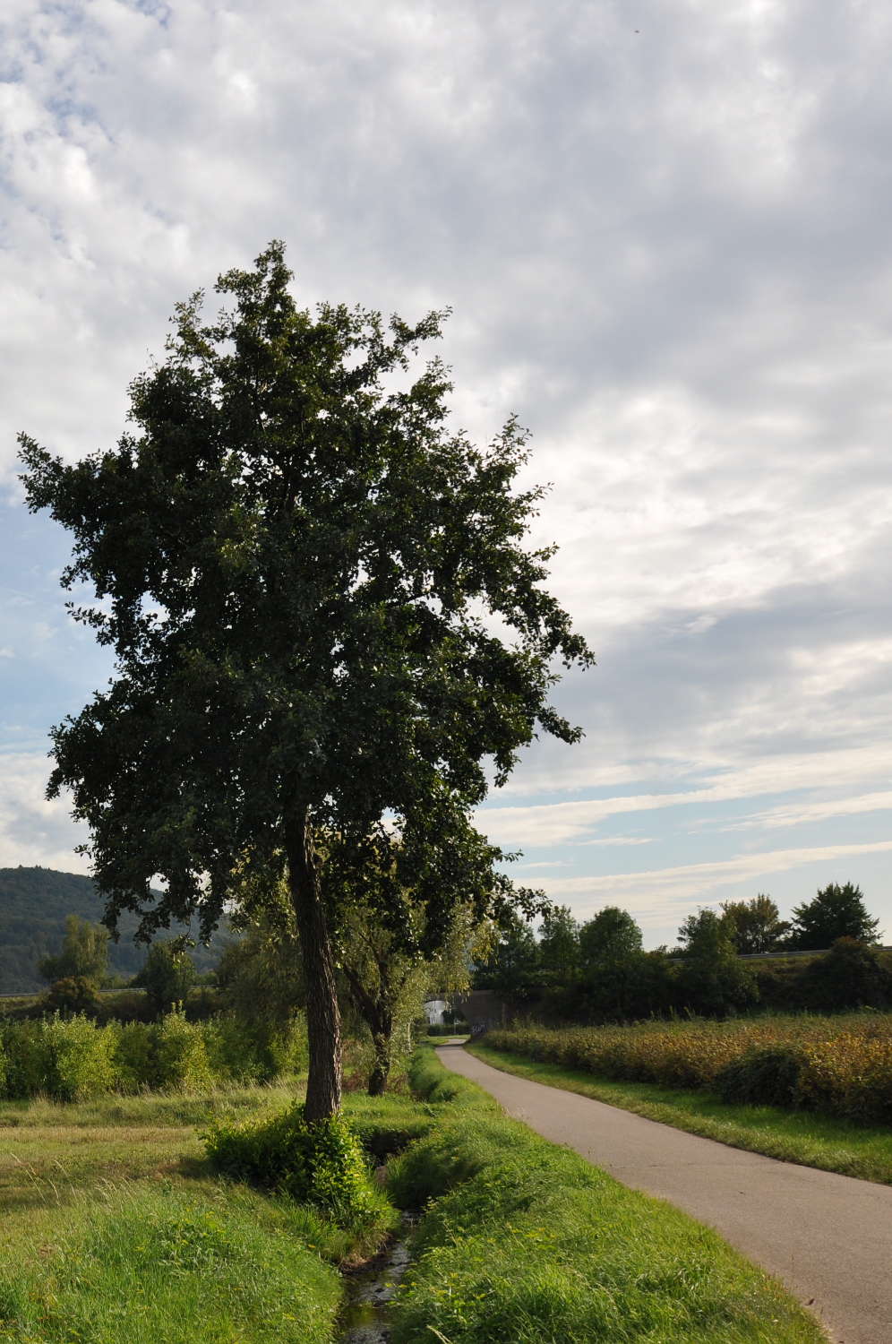 Baum am Wegesrand